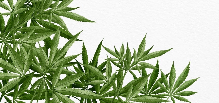 hojas de cannabis